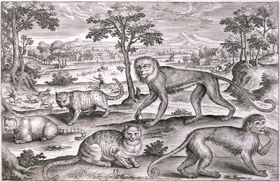 Drei Katzen und zwei Affen von Adriaen Collaert