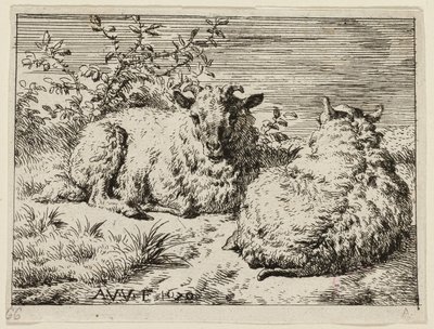 Zwei Schafe von Adriaen van de Velde