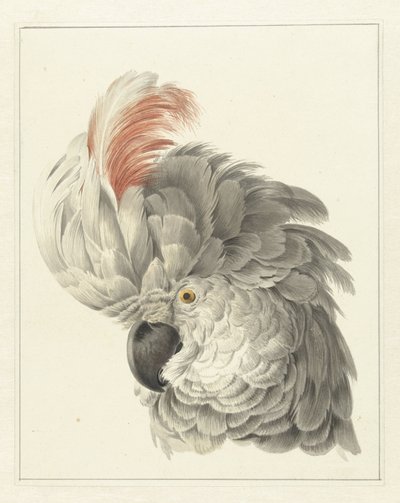 Kopf eines Kakadus von Aert Schouman