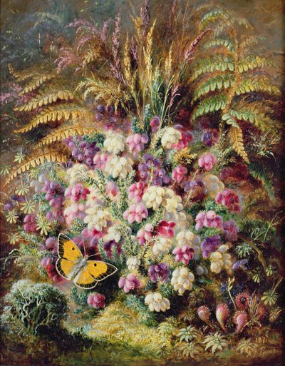 Glockenheide von Albert Durer Lucas