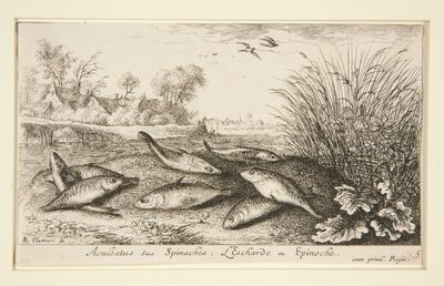 Aculeatus sive Spinachia von Albert Flamen