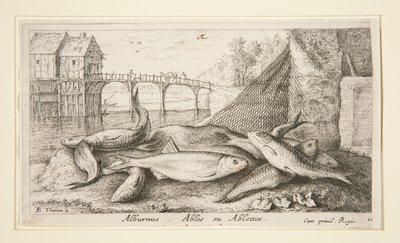 Alburnus. Ables oder Ablettes von Albert Flamen