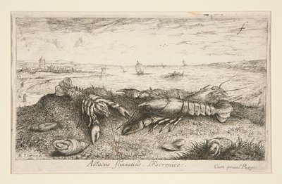 Astacus fluriatilis. L von Albert Flamen