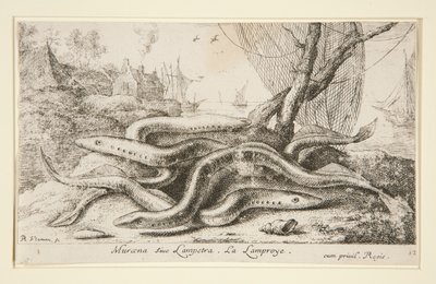 Muraena oder Lampetra. Die Neunaugen von Albert Flamen