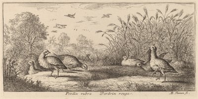 Pedrix rubra, das Rothuhn von Albert Flamen