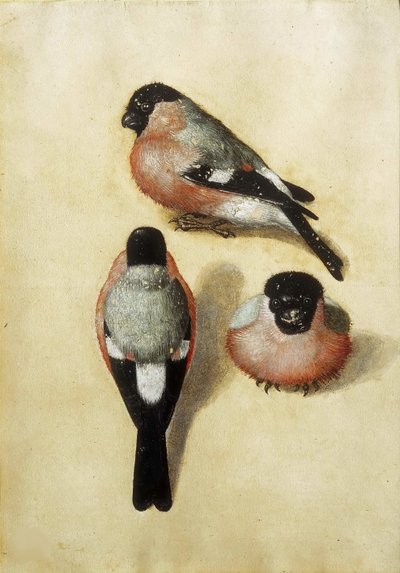 Vogel in drei Positionen, 1520 von Albrecht Dürer