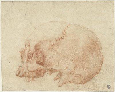 Studie eines Schädels von Alessandro Allori