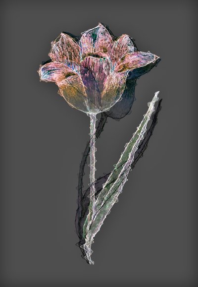 Blume, 2020 von Alex Caminker
