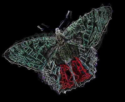 Schmetterling V, 2020 von Alex Caminker