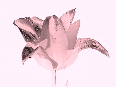 kristallrosa Blume, 2019 von Alex Caminker