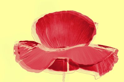 Rote Tulpe von Alex Caminker