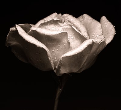Rose von Alex Caminker
