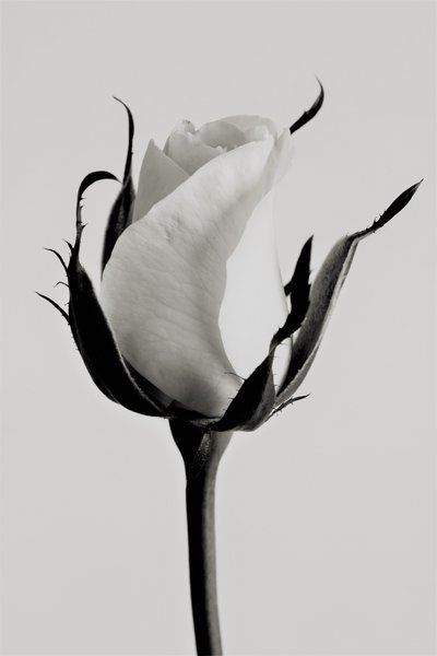 Weiße Rose, 2019 von Alex Caminker