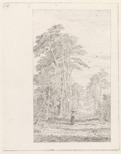 Kiefernallee von Alexander Mollinger