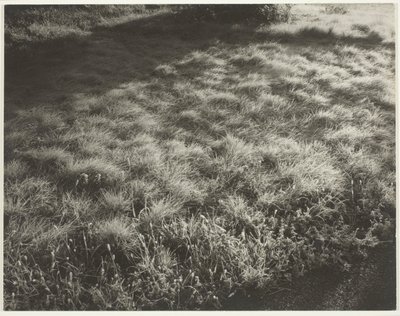 Gras und Frost von Alfred Stieglitz