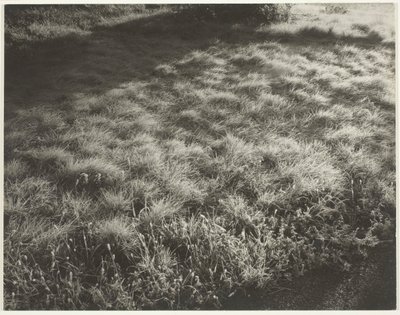 Gras und Frost von Alfred Stieglitz