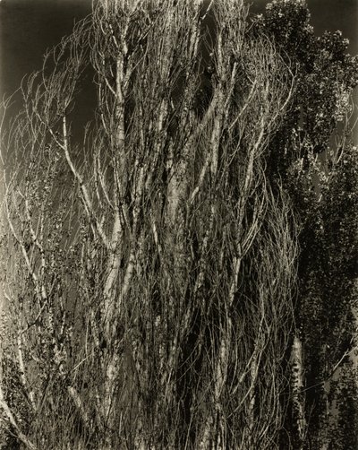 Pappeln—Lake George von Alfred Stieglitz