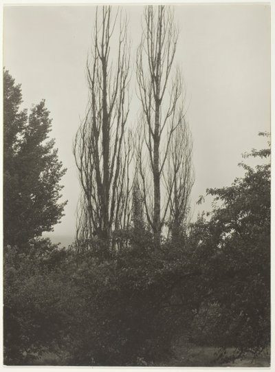 Pappeln - Lake George von Alfred Stieglitz