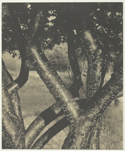 Die tanzenden Bäume, 1922 von Alfred Stieglitz