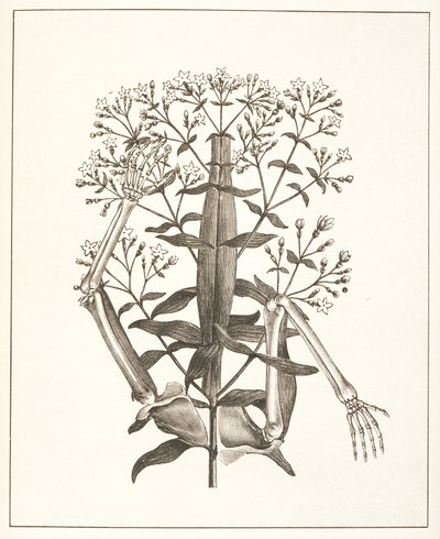 Illustration aus 