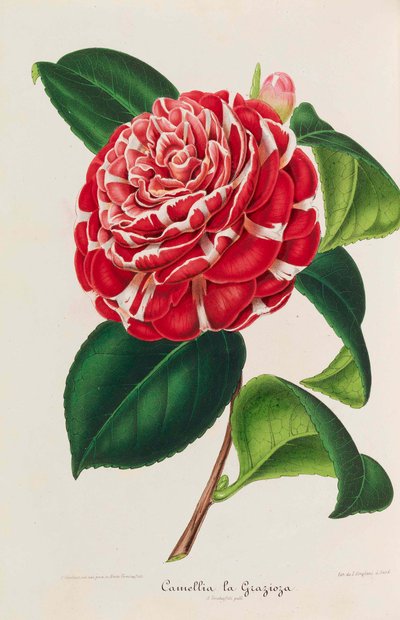 Neue Ikonographie der Kamelien, 1850-1860 von Ambroise Alexandre Verschaffelt