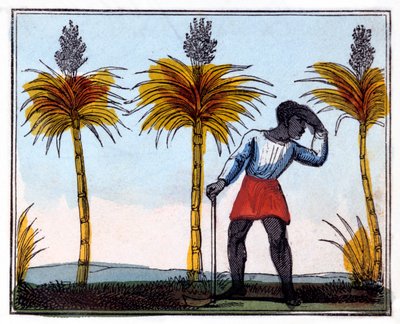 Zuckerrohr schneiden, 1826 von Amelia Alderson Opie