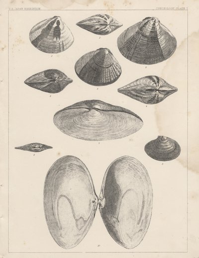 Konchologie Tafel I von American School