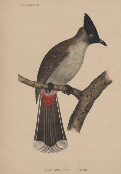 Ixos Haemorrhous (Gmelin) von American School