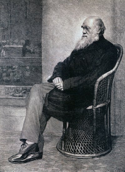 Porträt von Charles Darwin von American School