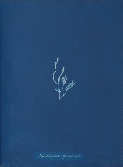 Cladostephus spongiosus von Anna Atkins