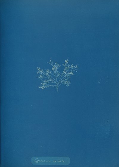 Cystoseira barbata, um 1853 von Anna Atkins