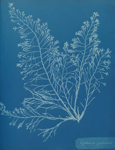 Cystoseira granulata, ca. 1853 von Anna Atkins