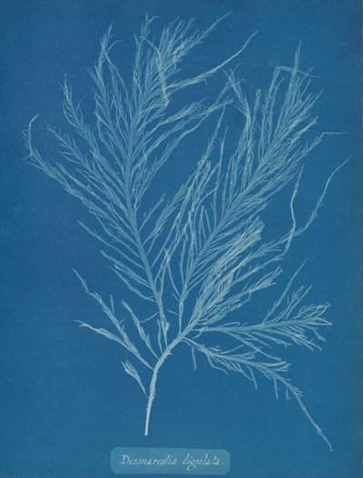 Desmarestia liqulata, ca. 1853 von Anna Atkins