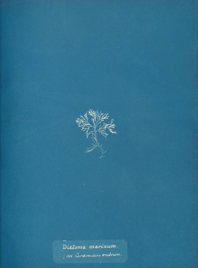 Diatoma marinum auf Ceramium rubrum von Anna Atkins