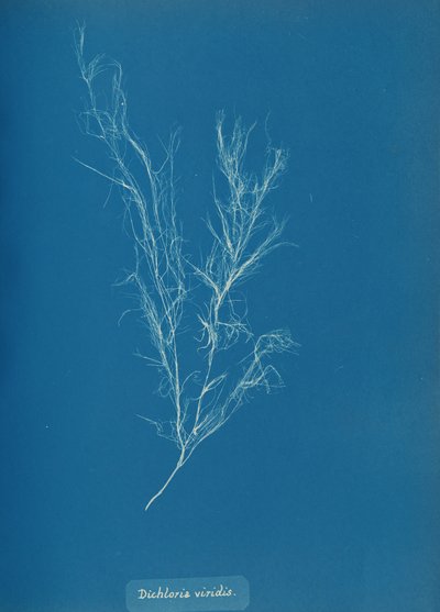 Dichloria viridis, ca. 1853 von Anna Atkins