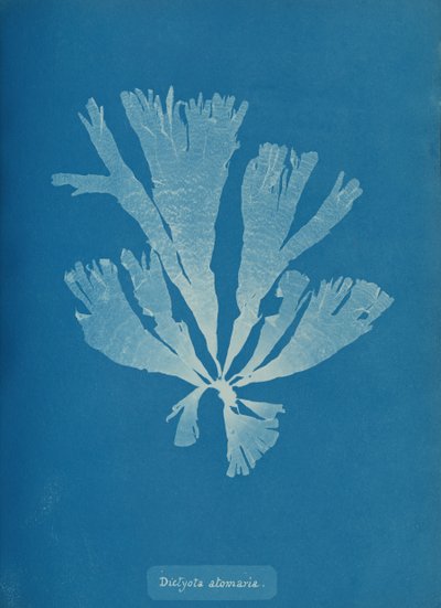 Dictyota atomaria, ca. 1853 von Anna Atkins