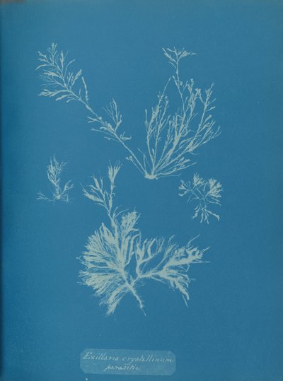 Exillaria crystallinum parasitisch von Anna Atkins