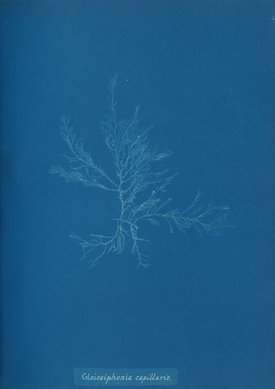 Gloisiphonia capillaris von Anna Atkins