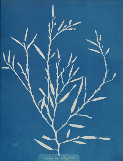 Halydrys siliquosa, ca. 1853 von Anna Atkins