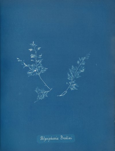 Polysiphonia Brodiæi, ca. 1853 von Anna Atkins