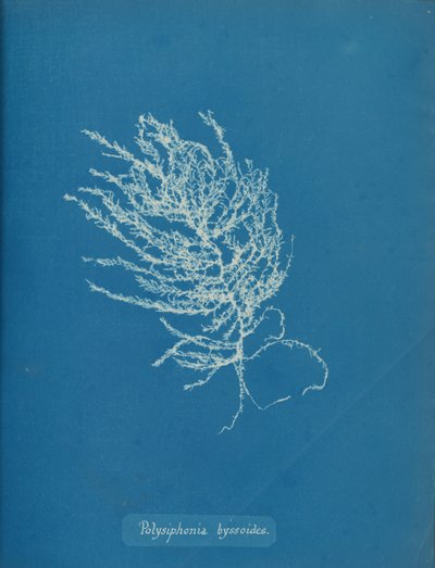 Polysiphonia byssoides von Anna Atkins