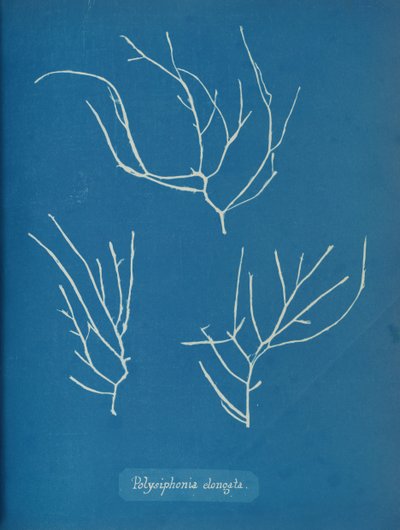 Polysiphonia elongata von Anna Atkins