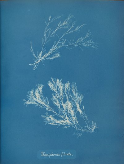 Polysiphonia fibrata, ca. 1853 von Anna Atkins