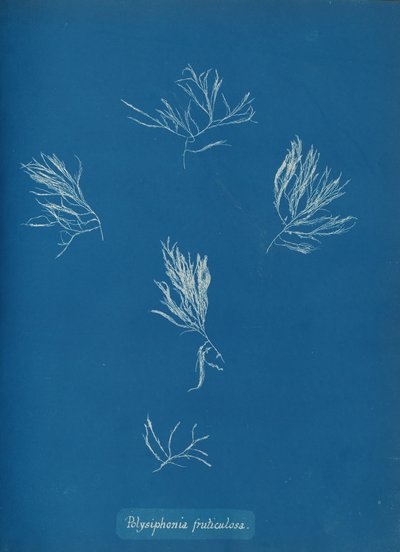 Polysiphonia fruticulosa, ca. 1853 von Anna Atkins