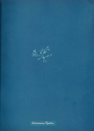 Schizonema Wyattiæ, ca. 1853 von Anna Atkins