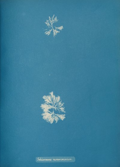 Schizonema ramosissimium von Anna Atkins