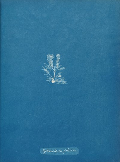 Sphacelaria filicina von Anna Atkins