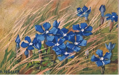 Blaue Baldrian, Postkarte, 1940er Jahre von Anna Haller