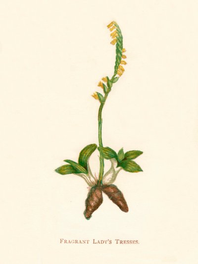 Duftende Damenhaare, ca. 1891 von Anne Pratt