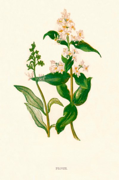Privet, ca. 1891 von Anne Pratt